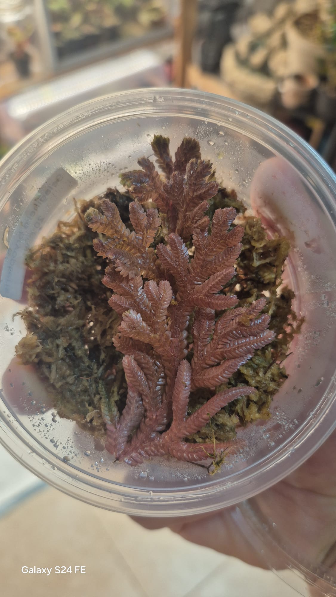 Selaginella kraussiana